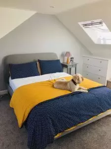 bed dog